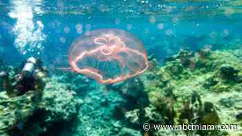 ‘Tis the season for jelly! What to know about Florida's moon jellyfish