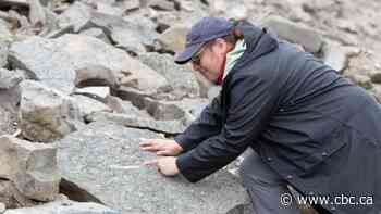 B.C. researchers find fossils in 'relatively unexplored' area