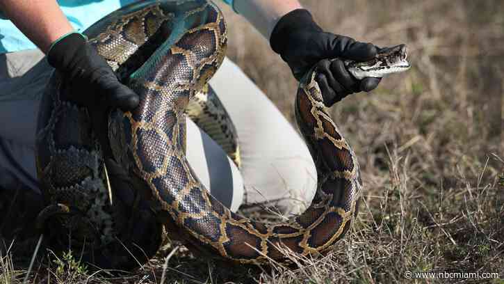 Winner removed 20 Burmese pythons from Florida Everglades during challenge