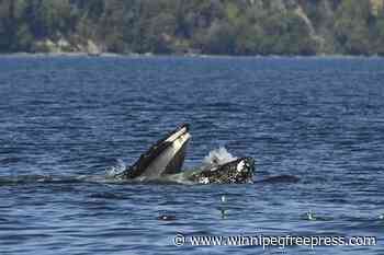 Photo captures seal in humpback whale’s mouth after unintentional swallowing