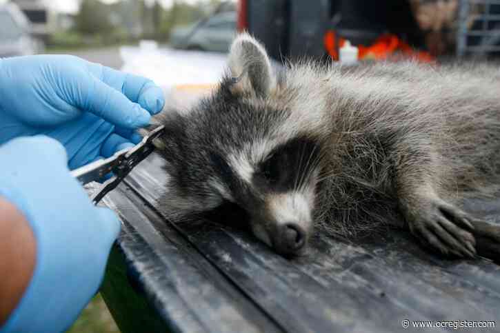 2 rare human infections of raccoon roundworm discovered in South Bay