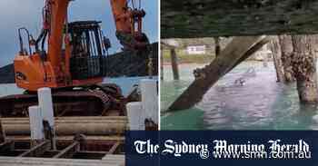 Pygmy blue whale stranded under NZ wharf