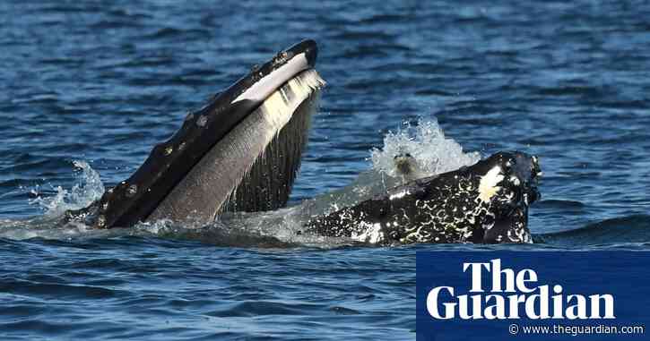 Whale of an appetite: humpback almost swallows live seal in rare photo