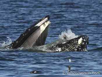 Photo: A bewildered seal finds itself in the mouth of a humpback whale