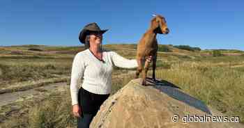 Three-Legged goat named Lady Gaga part of Calgary’s eco-friendly weed control