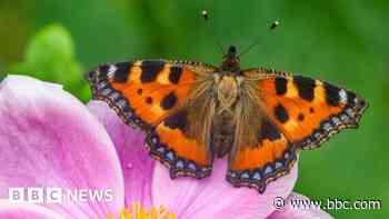 Wildlife charity declares 'butterfly emergency'