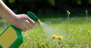 Three household items costing just £1 - and they’ll leave your garden weed-free