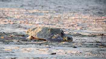 Sea turtles make big comeback on sandy beaches at 2 British military bases in Cyprus