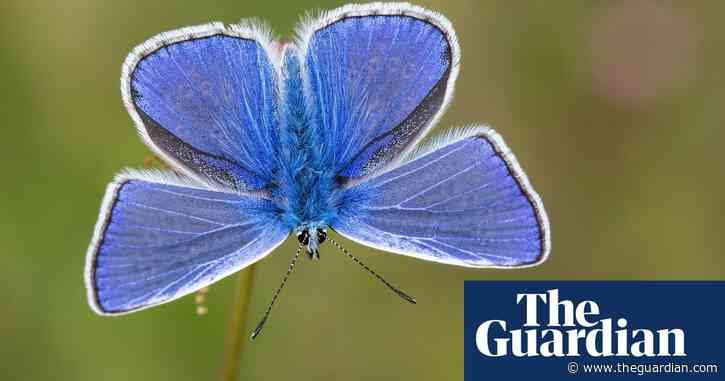 ‘Butterfly emergency’ declared as UK summer count hits record low