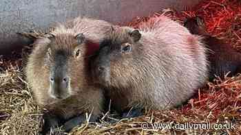 Missing capybara 'Cinnamon' who escaped from zoo to 'live her best life' has been spotted