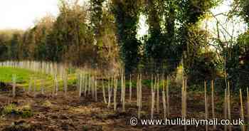 400,000 trees planted across East Yorkshire and North Lincolnshire's Humber Forest