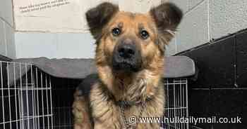 Adborable Hull dog looking for a home has had 'no interest' for 321 days