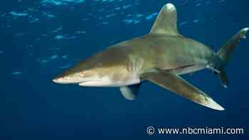 Florida prohibits harvesting of oceanic whitetip sharks in state waters