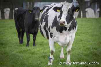 Bluetongue vaccine available to UK farmers from mid-October