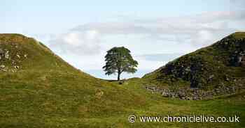 Channel 4 commissions documentary on Sycamore Gap felling with 'exclusive access' to police investigation