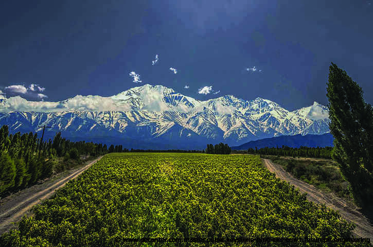 Argentina: A vine resource for the wine world?