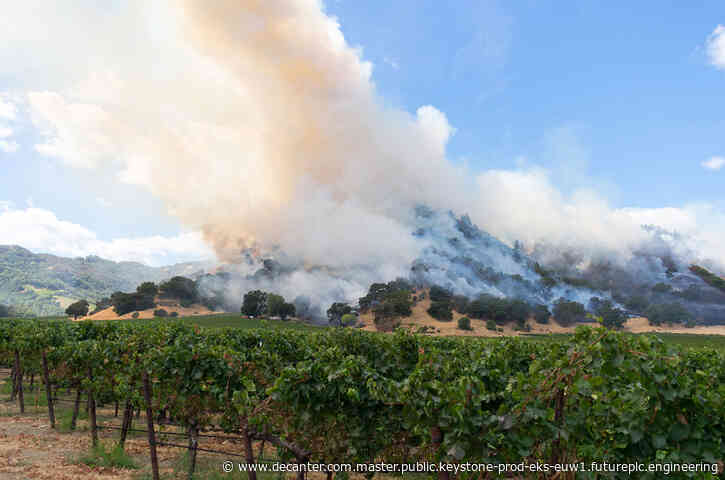 New method may help wines tainted by wildfire smoke