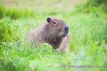 Live traps placed to recapture escaped capybara after sighting