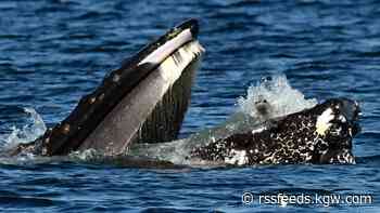 Humpback whale in Washington accidentally captures seal in mouth