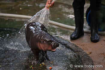 A baby pygmy hippo has gone viral — what to know about Moo Deng