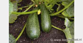 Terugroeping biologische courgettes: wat is er aan de hand?