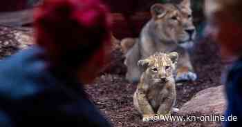 Zoo Schwerin: Löwenbaby hat seinen großen Auftritt