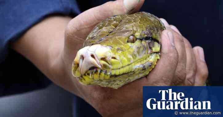 Thai woman rescued after two hours trapped in four-metre python’s coils