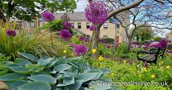 Alnwick wins big at Northumbria in Bloom as awards celebrate 60th anniversary