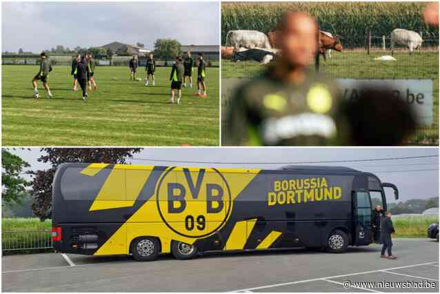 En plots traint CL-finalist Borussia Dortmund op het veld van vierdeprovincialer KSKD Hertsberge: “Ze keken hun ogen uit toen ze de koeien rond ons veld zagen”