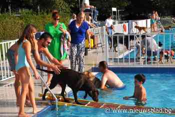 Ploeterende honden en hun baasjes aan het feest in openluchtzwembad