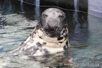 Rescued seal celebrates 50th birthday at sanctuary