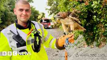 Hawk stuck in tree gets rescued by firefighters