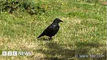 'Aggressive' crow brings gift to hospital worker