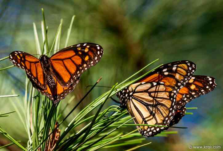 Special meadow to attract pollinators coming to the Bosque in Albuquerque