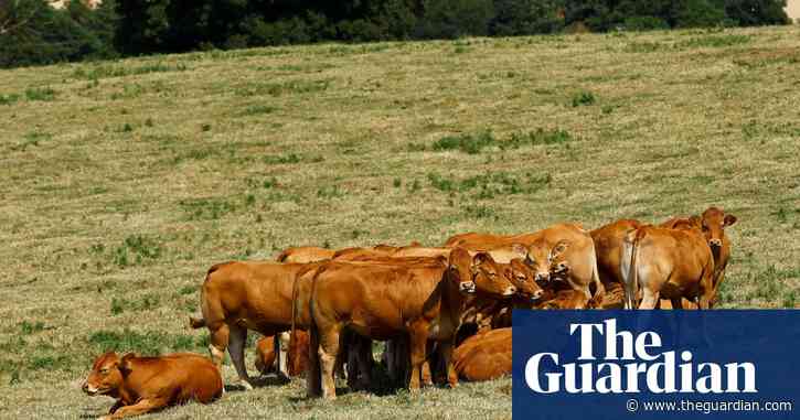 As a vet, I thought I knew cows. Then they attacked | Letters