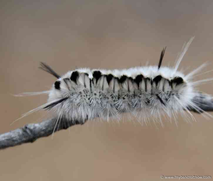 Renfrew County warning about venomous caterpillar  