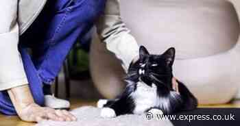 Caring moggie living in a women's safe house scoops National Cat of the Year award