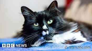 Safe house pet Marley wins cat of the year award