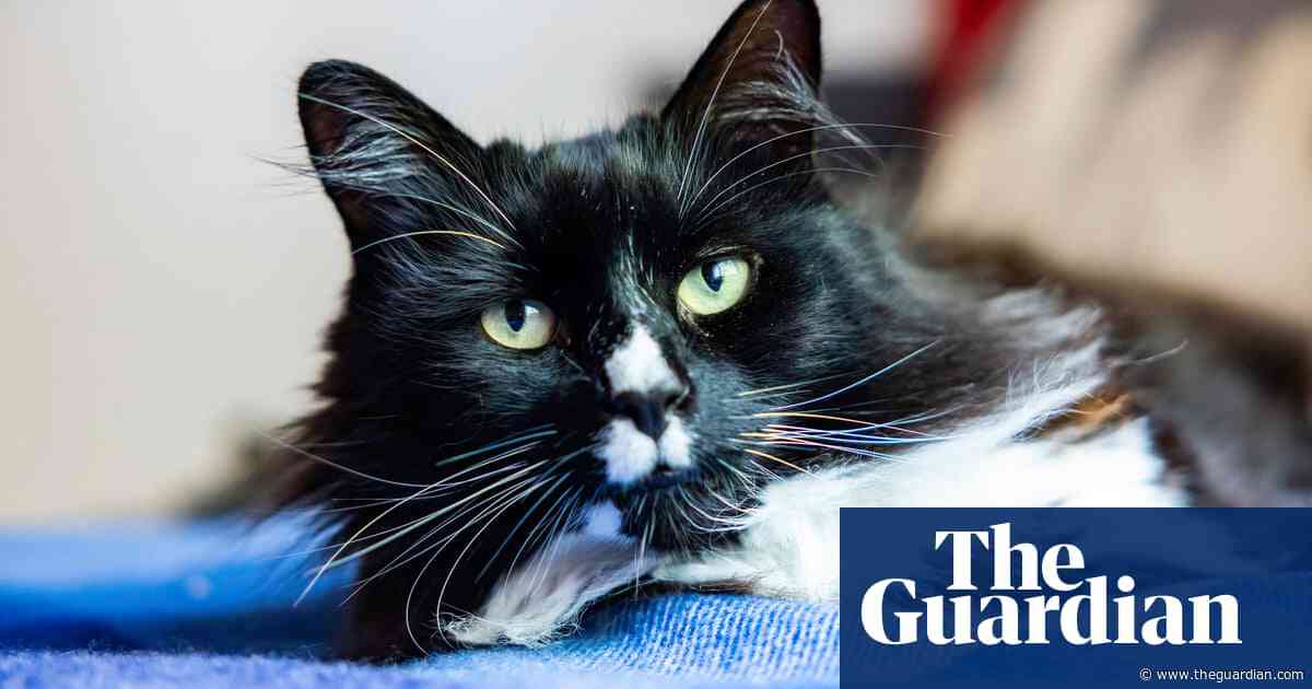 Cat that comforts trafficked women in London safe house is feline of the year