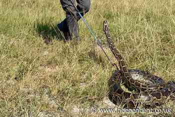 Scores of invasive pythons captured in Florida including nearly 10ft snake