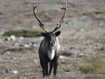 Opinion: Steven Guilbeault's plan won't save caribou but will hurt rural communities