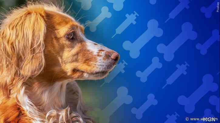 Councilman, Companion Animal Alliance teaming up for free pet vaccination drive on Saturday