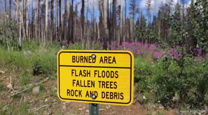 The Nature Conservancy plans to plant 5,000 seedlings on Hermit's Peak Calf Canyon burn scar