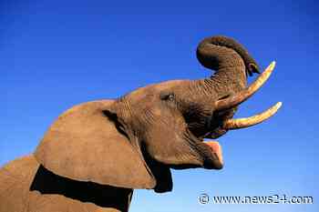 News24 | Zimbabwe defends elephant cull as easing drought pressure