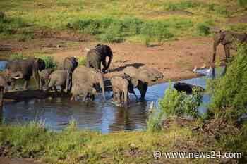 News24 | Zimbabwe to cull 200 elephants to feed people left hungry by drought