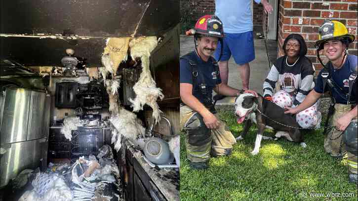 Fire fighters save dog from Quebec Drive house fire