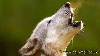 Howling mad! Fury as school allows pupil suffering from 'species dysphoria' to identify as a WOLF