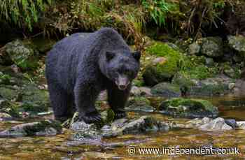 12-year-old son shoots and kills bear mauling his dad’s face