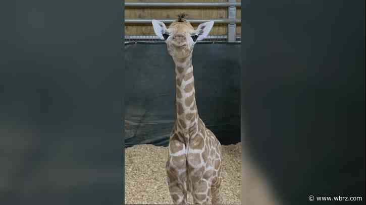 Meet Frannie, the baby giraffe born at Global Wildlife Center the day before Hurricane Francine