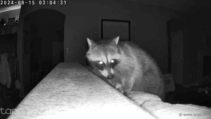 Albuquerque homeowner wakes up to a raccoon intruder